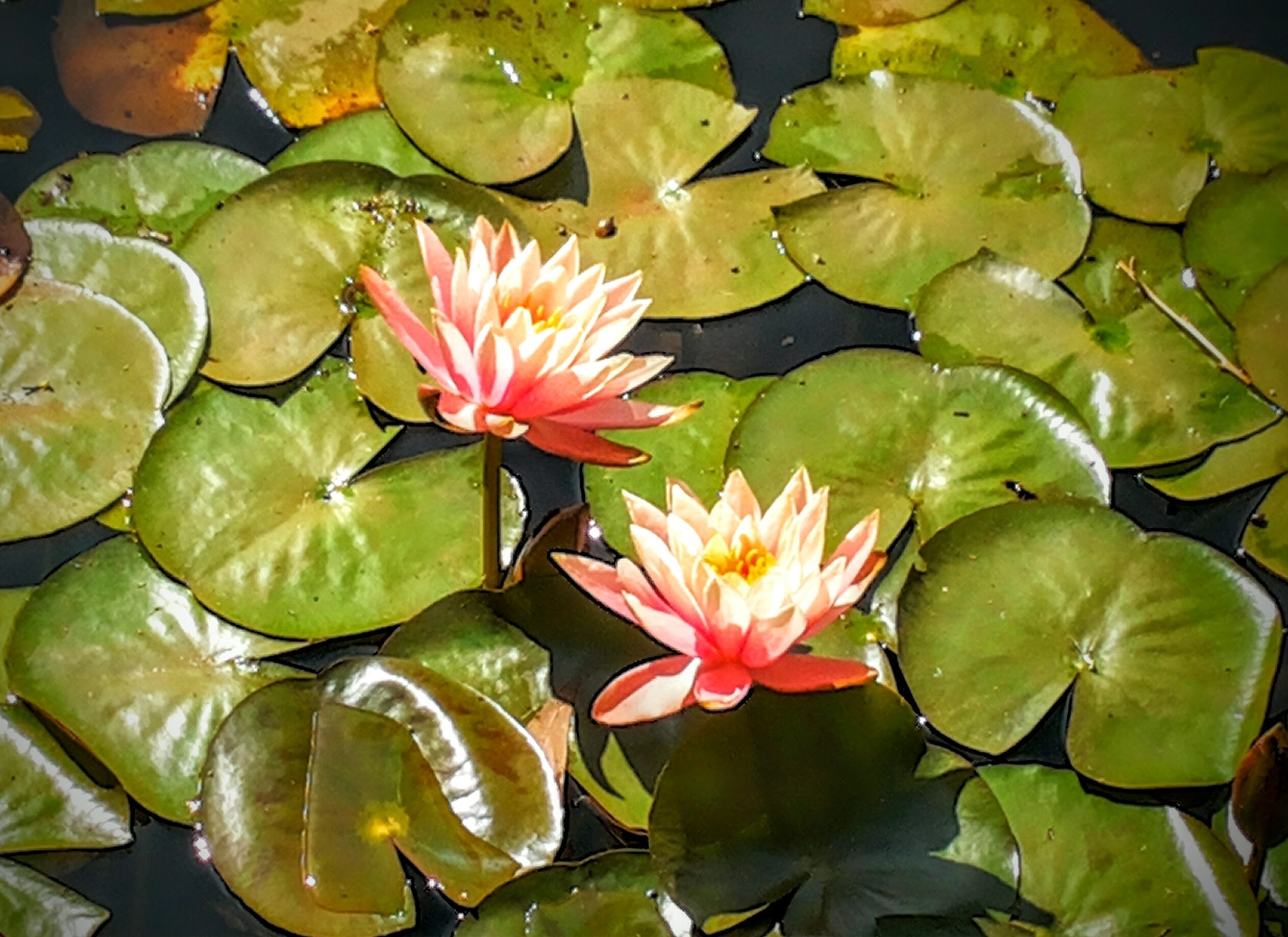 Đóa sen tĩnh lặng trên mặt nước – buông bỏ để lòng được an yên. Nguồn: Wikimedia Commons.
